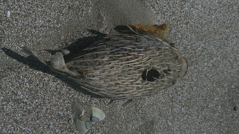 Porcupinefish (Diodon hystrix)