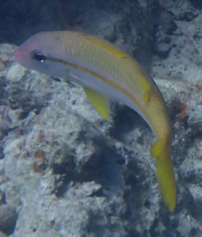 Yellowfin Goatfish (Mulloidichthys vanicolensis)