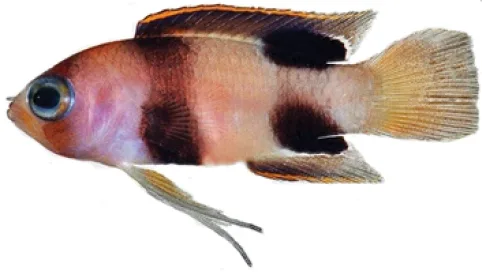 Hourglass Basslet (Lipogramma levinsoni)