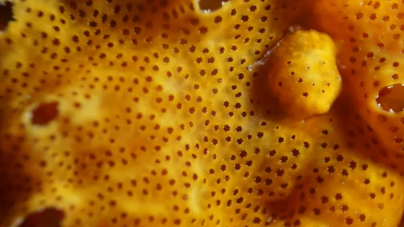 Colonial Sea Squirt (Polysyncraton lacazei)