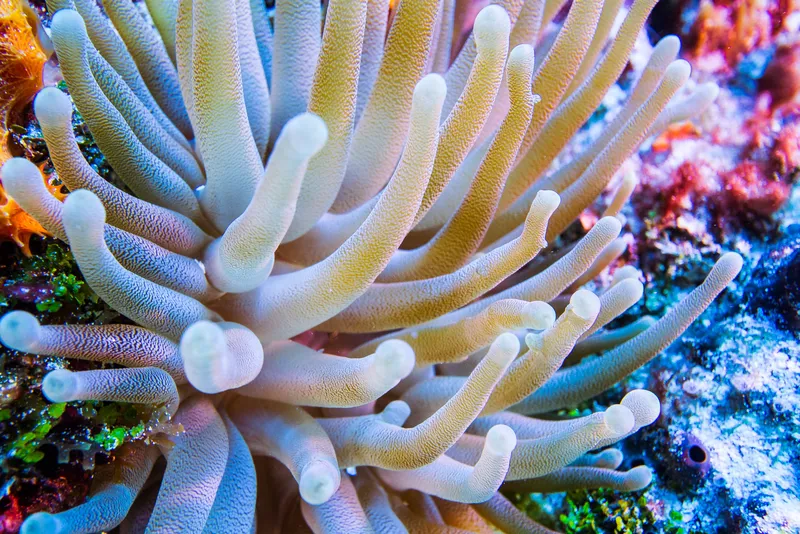 Atlantic Anemone (Condylactis gigantea)