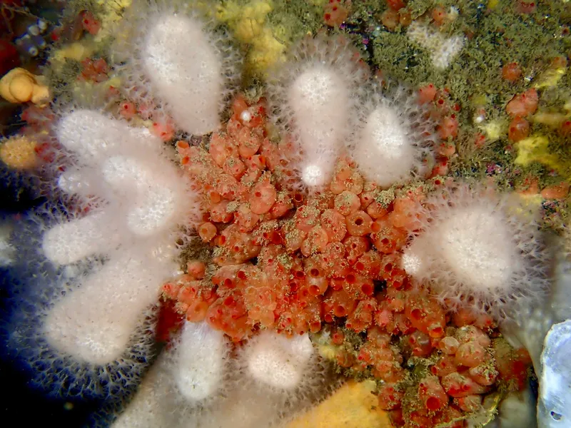 Baked Bean Ascidian (Dendrodoa grossularia)