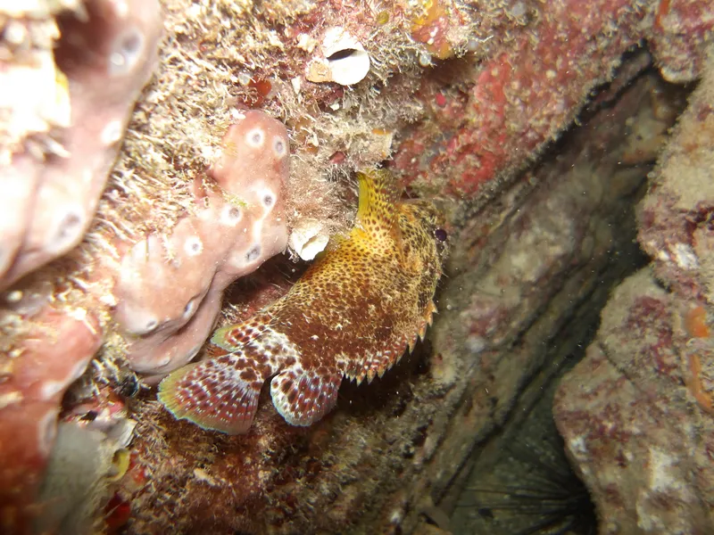 Reef Scorpionfish (Scorpaenodes caribbaeus)