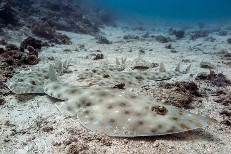 Zanzibar Guitarfish (Acroteriobatus zanzibarensis)
