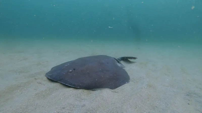 Western Atlantic Torpedo (Tetronarce occidentalis)