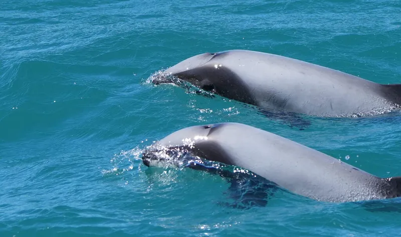 Hector's Dolphin (Cephalorhynchus hectori)