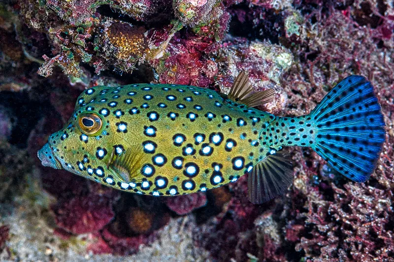 Black-Spotted Boxfish (Ostracion cubicum)