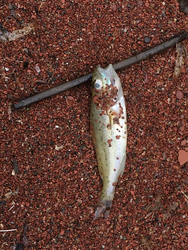 Eurasian Ruffe (Gymnocephalus cernua)