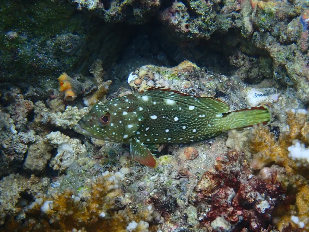 Flag Cabrilla (Epinephelus labriformis)