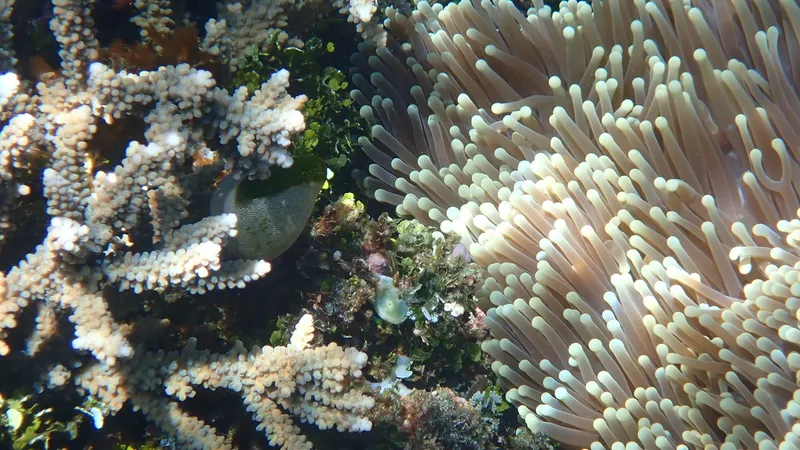 Magnificent Giant Anemone (Radianthus magnifica)