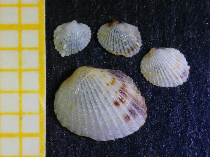 Parvicardium scriptum