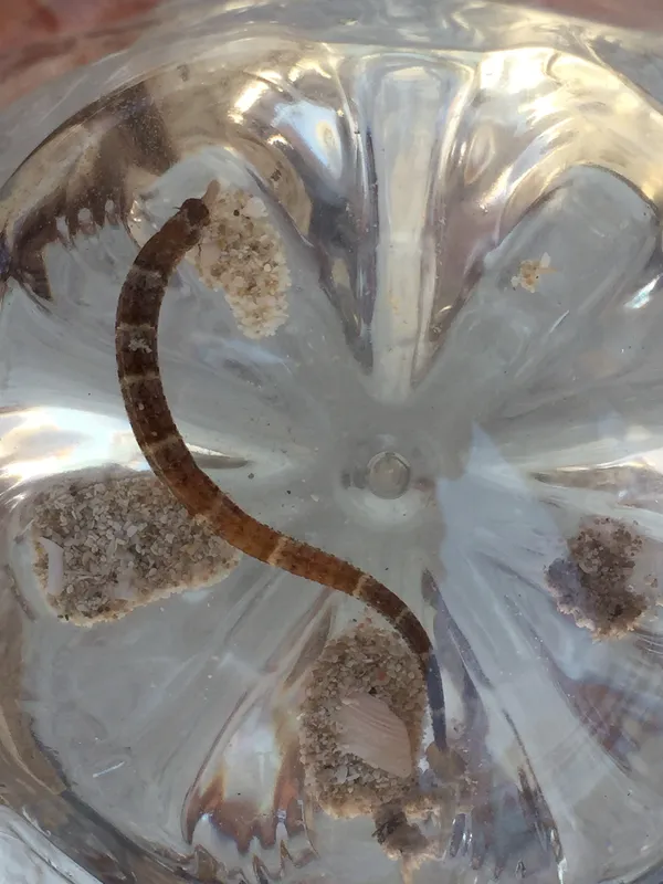 Whitenose Pipefish (Cosmocampus albirostris)