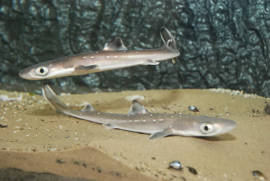 Spiny Dogfish (Squalus acanthias)