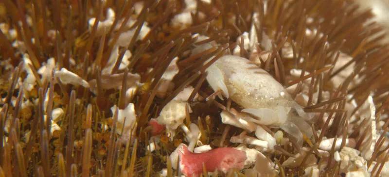 Heart Urchin Pea Crab (Dissodactylus primitivus)