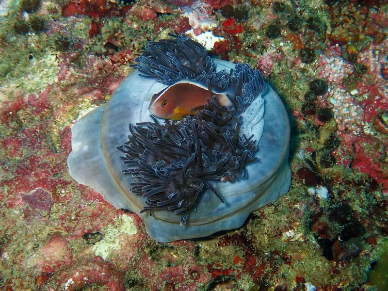 Skunk Clownfish (Amphiprion akallopisos)