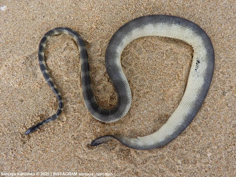 Common Small-Headed Sea Snake (Hydrophis gracilis)
