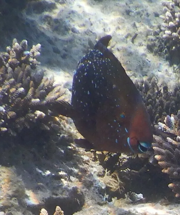 Blue-Faced Parrotfish (Scarus prasiognathos)