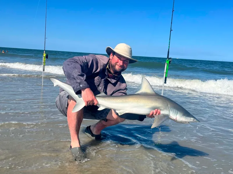 Finetooth Shark (Carcharhinus isodon)