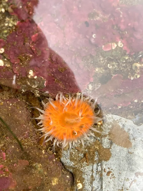 Elegant Anemone (Cylista elegans)