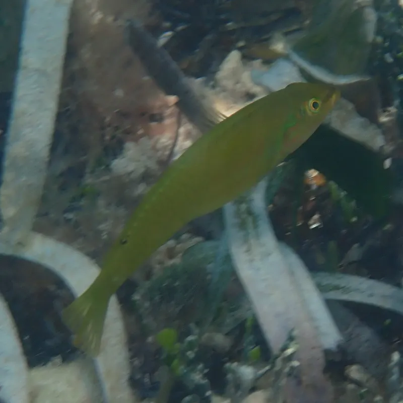 Blackear Wrasse (Halichoeres poeyi)