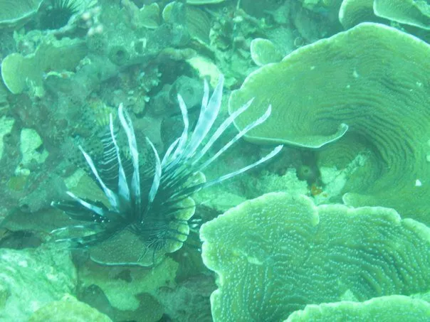 Red Lionfish (Pterois volitans)