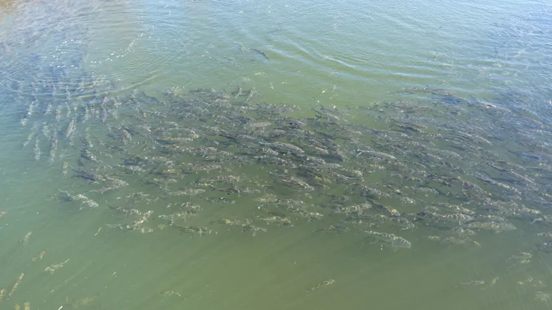 Bonefish (Albula vulpes)