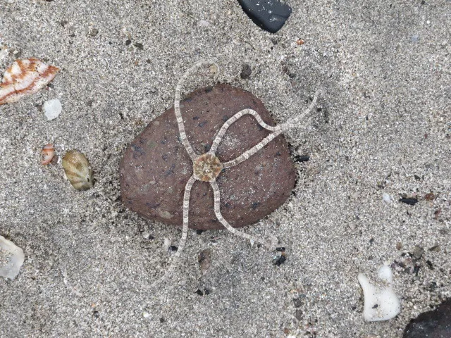 Ophioderma brevispinum