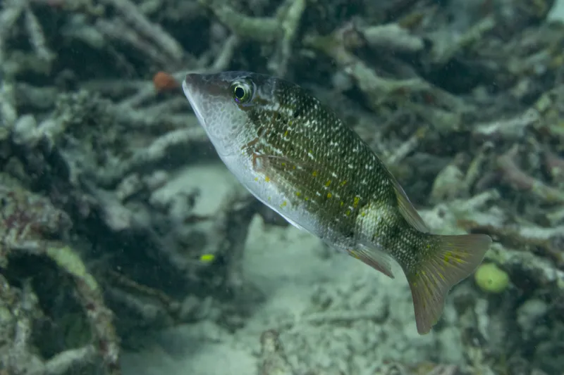 Orange-Spotted Emperor (Lethrinus erythracanthus)