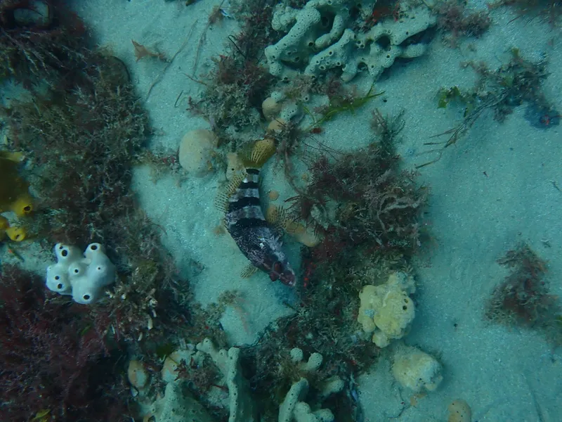 Banded Seaperch (Hypoplectrodes nigroruber)