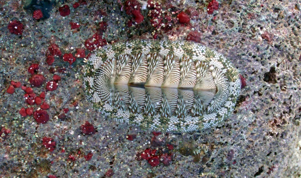Common West Indian Chiton (Chiton tuberculatus)