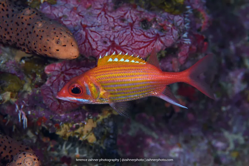 Longjaw Squirrelfish (Neoniphon marianus)