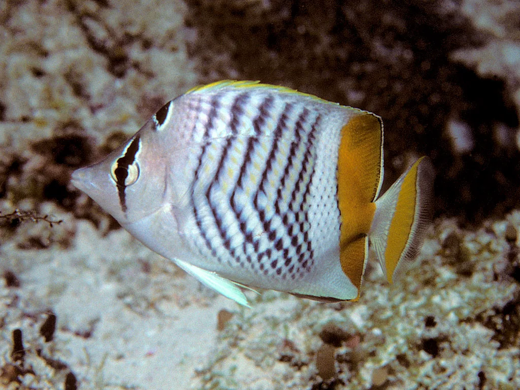 Indian Ocean Chevron Butterflyfish (Chaetodon madagaskariensis)