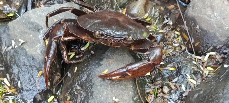 Potamocarcinus magnus