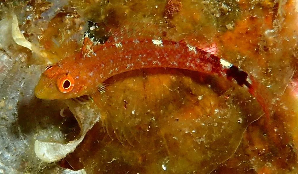 Black-Face Blenny (Tripterygion delaisi)