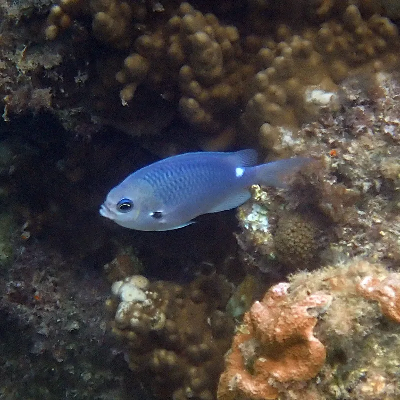 One Spot Demoiselle (Chromis hypsilepis)
