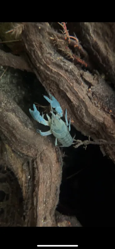 Italian White-clawed Crayfish (Austropotamobius fulcisianus)