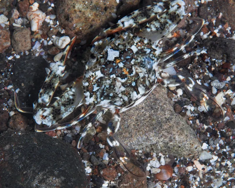 Delicate Swimming Crab (Achelous anceps)