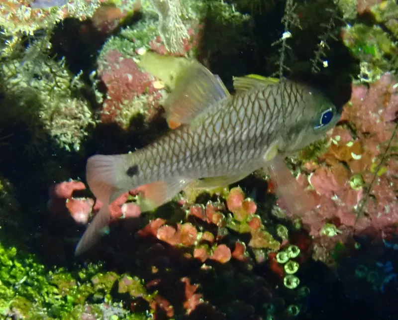 Iridescent Cardinalfish (Pristiapogon kallopterus)