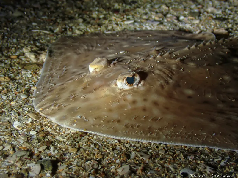 Blonde Ray (Raja brachyura)
