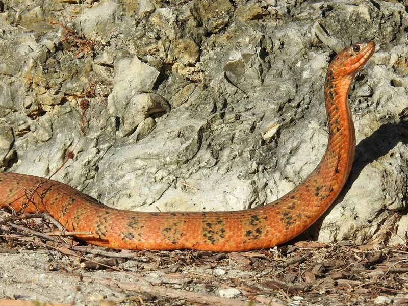 Banded Water Snake (Nerodia fasciata)