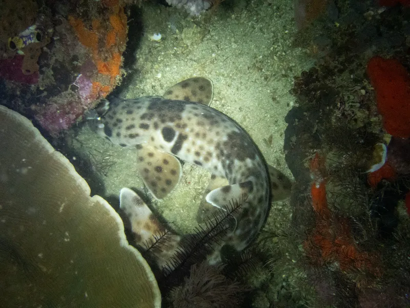 Freckled Carpet Shark (Hemiscyllium freycineti)