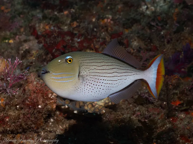 Striped Triggerfish (Xanthichthys lineopunctatus)