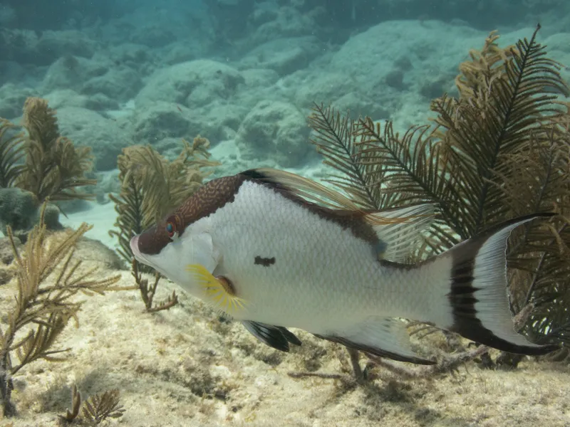 Hogfish (Lachnolaimus maximus)