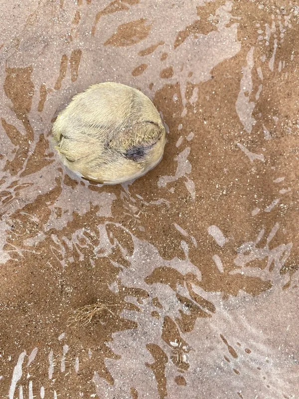 Heart-Urchin (Echinocardium cordatum)