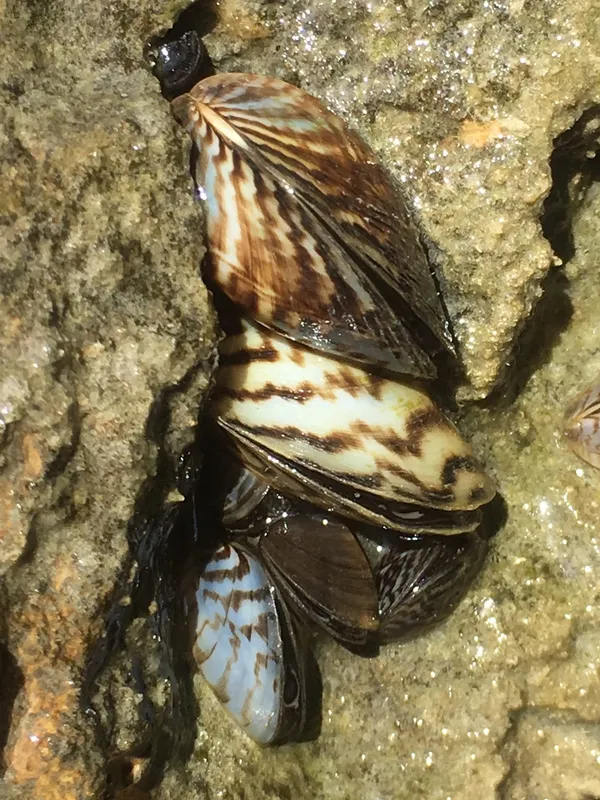 Many-shaped Dreissena (Dreissena polymorpha)