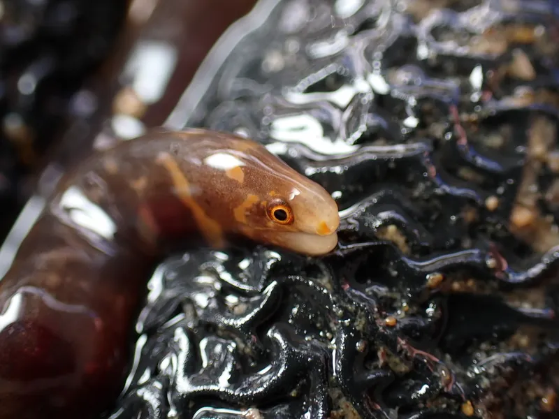 Barred Moray (Echidna polyzona)