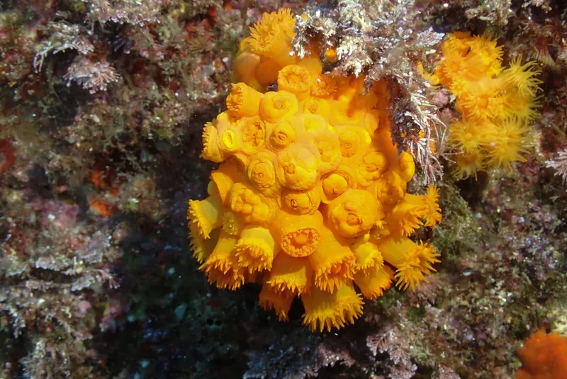Chalice Coral (Astroides calycularis)