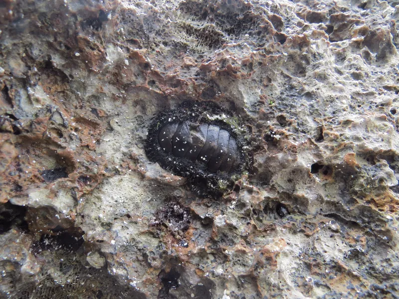 Acanthopleura vaillantii