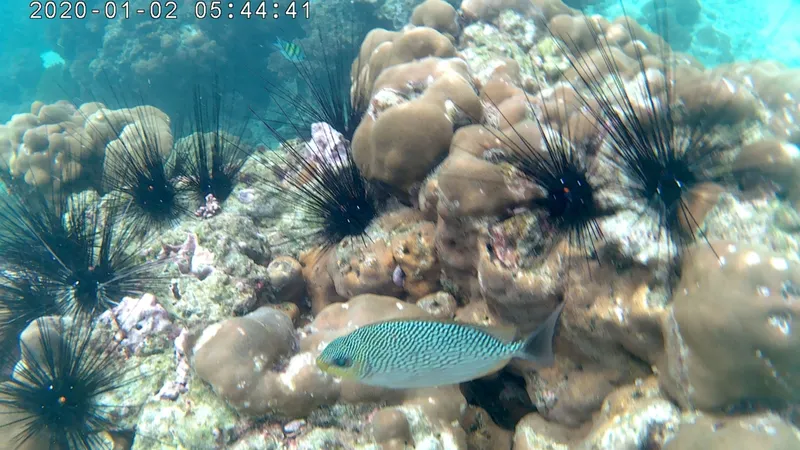 Java Rabbitfish (Siganus javus)