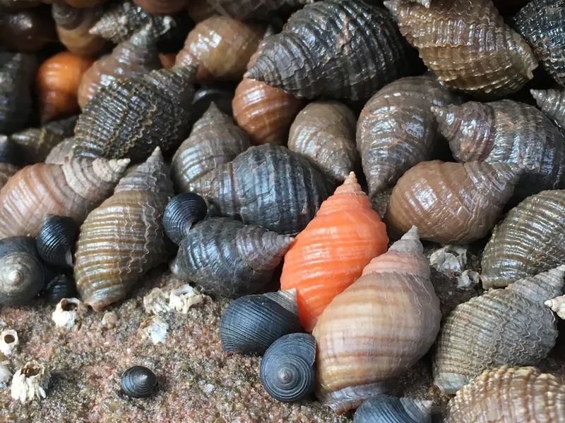 Atlantic Dog Whelk (Nucella lapillus)